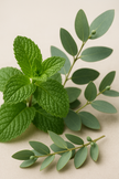 Gel douche naturel Menthe & Eucalyptus