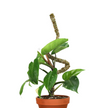 Ultimate Bendable Plant Support Pack