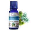 Divine Essence - Nordika Forest (Organic) (15ml)