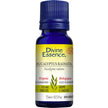Divine Essence - Eucalyptus Radiata (Organic) (15ml)