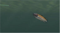 Rapala Tournament Fishing