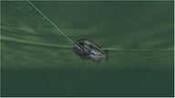 Rapala Tournament Fishing