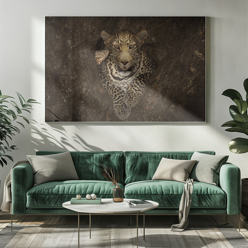 Wall art Leopard Resting on a Tree at Masai Mara