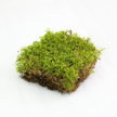 Natural Canadian Forest Moss - Revita-Moss™ (Pleurozium schreberi)