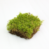 Natural Canadian Forest Moss - Revita-Moss™ (Pleurozium schreberi)