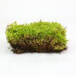 Natural Canadian Forest Moss - Revita-Moss™ (Pleurozium schreberi)