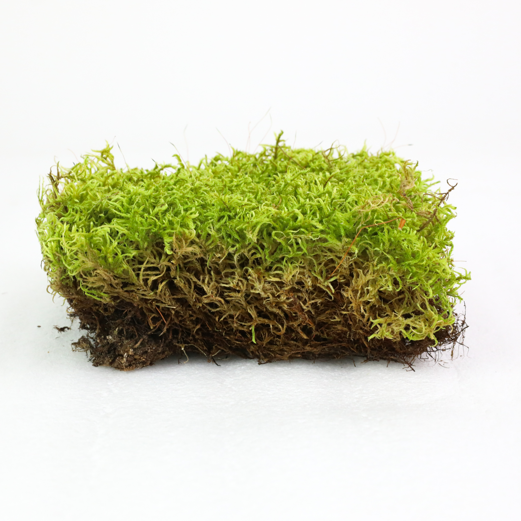 Natural Canadian Forest Moss - Revita-Moss™ (Pleurozium schreberi)