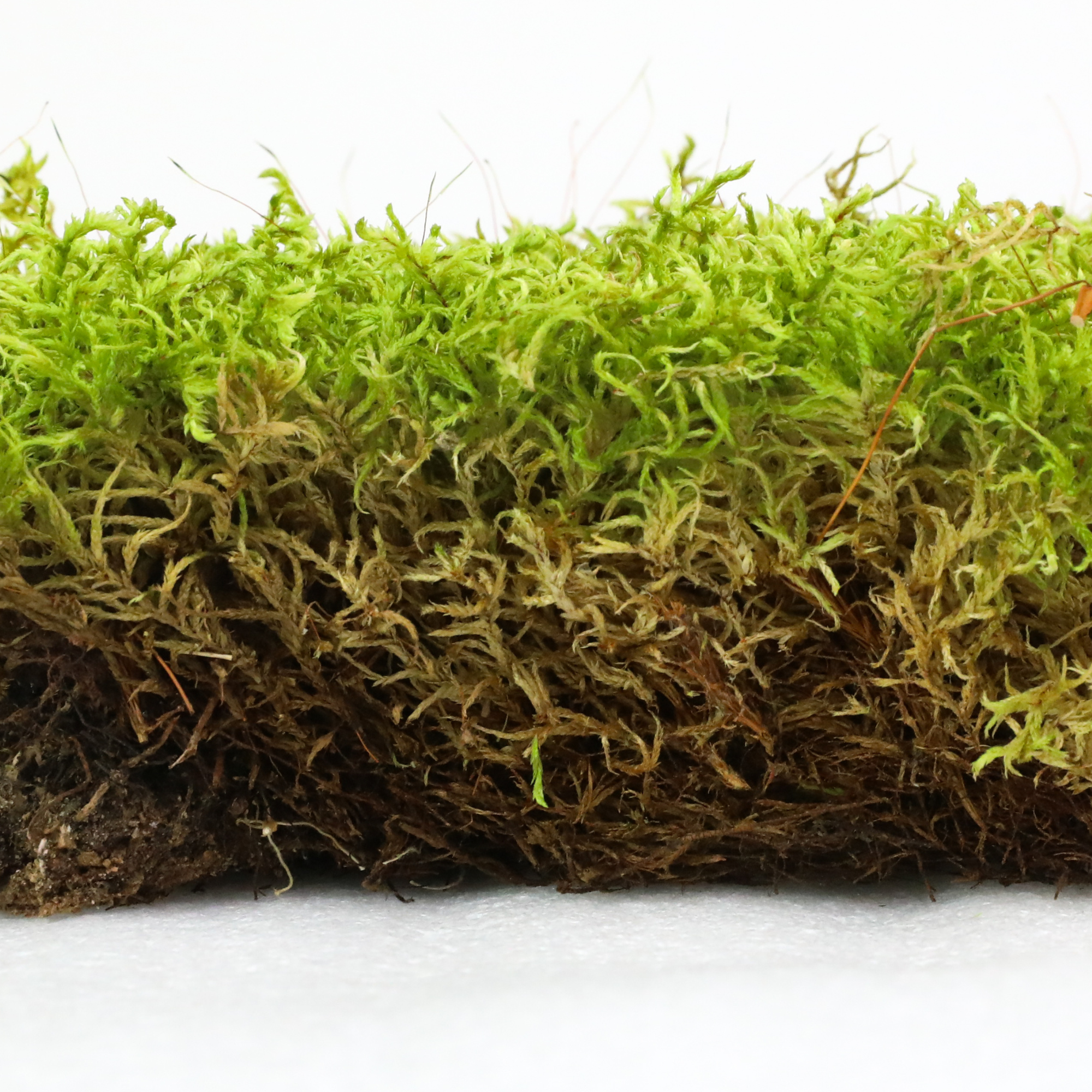Natural Canadian Forest Moss - Revita-Moss™ (Pleurozium schreberi)
