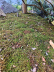 Natural Canadian Forest Moss - Revita-Moss™ (Pleurozium schreberi)