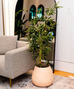 Osos Artificial Korea Bamboo Potted Plant (Multiple Sizes)