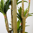 Helena Artificial Draecena Tree Potted Plant 10'