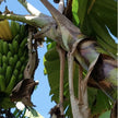 Gaia - PNG (Certified Organic Coffee)
