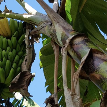 Gaia - PNG (Certified Organic Coffee)