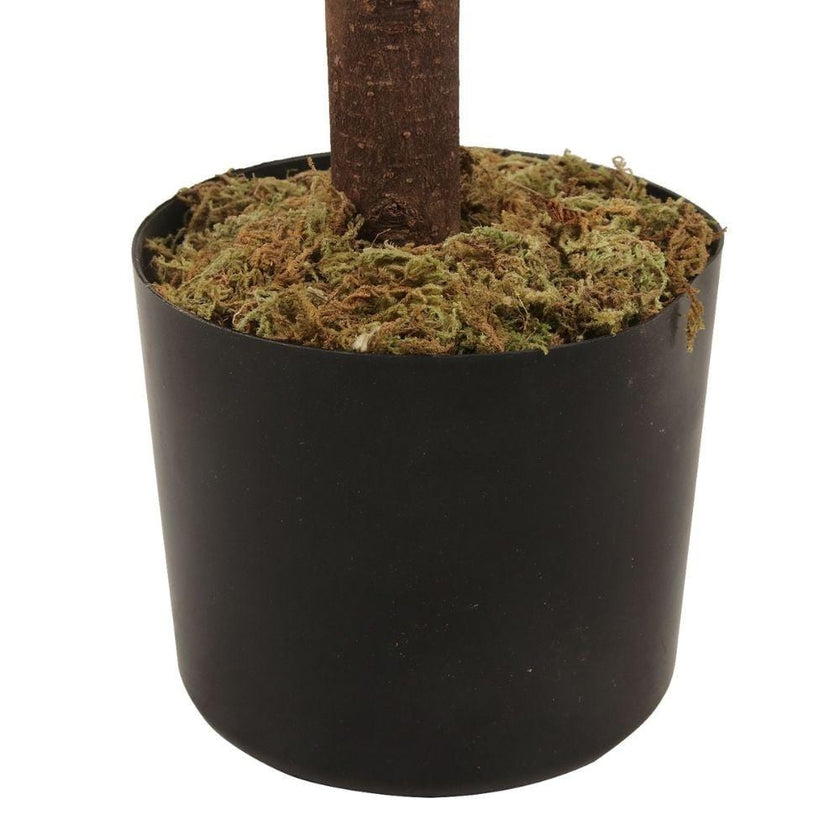 Sandy Potted Boxwood Topiary Plant 4.3'