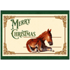 Sleepy Foal Christmas Card – Premium Pack of 10 Greeting Cards