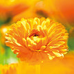 Weleda - Calendula Toothpaste (75ml)