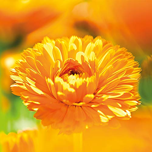 Weleda - Calendula Toothpaste (75ml)