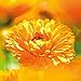 Weleda - Calendula Toothpaste (75ml)