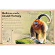 Insight Editions - The Magnificent Book of Monkeys and Apes