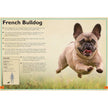 Insight Editions - The Magnificent Book of Dogs: Super-Sized
