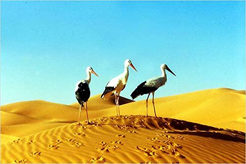Le Peuple Migrateur - Blu-Ray (Used)
