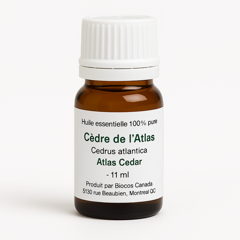 Cèdre de l'Atlas
