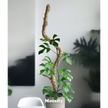 Ultimate Bendable Plant Support Pack