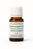 Cyprès toujours vert