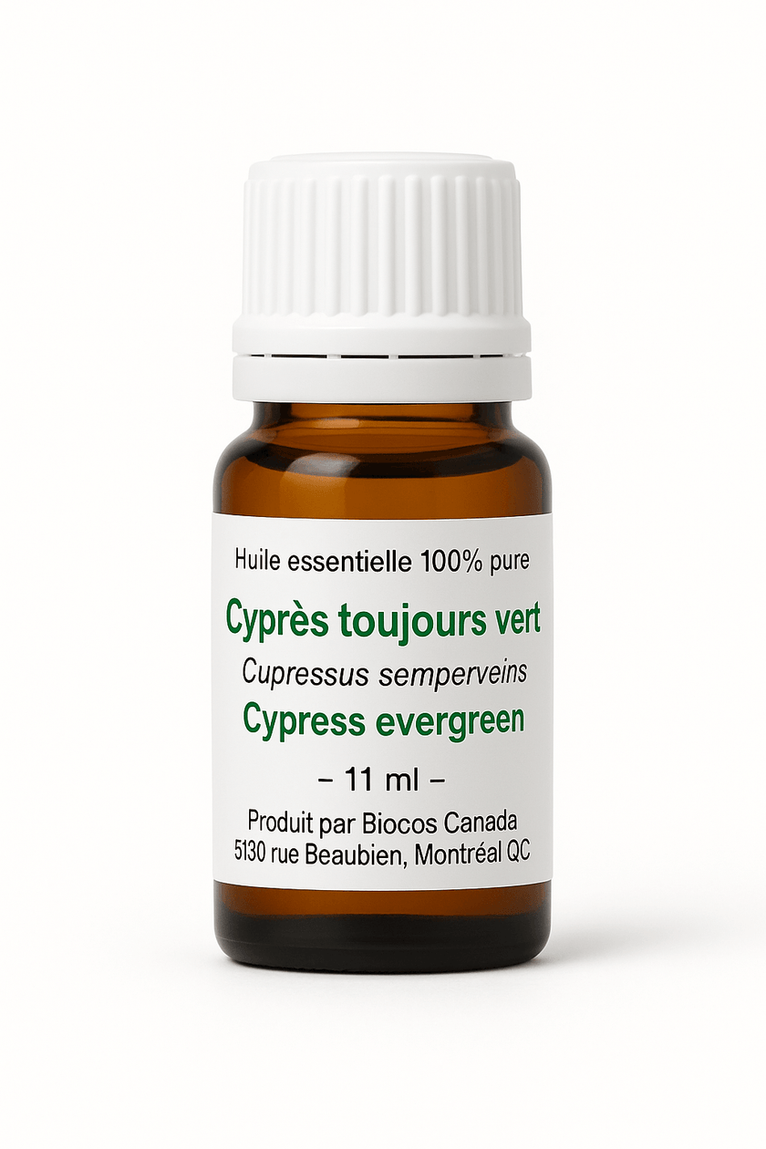 Cyprès toujours vert