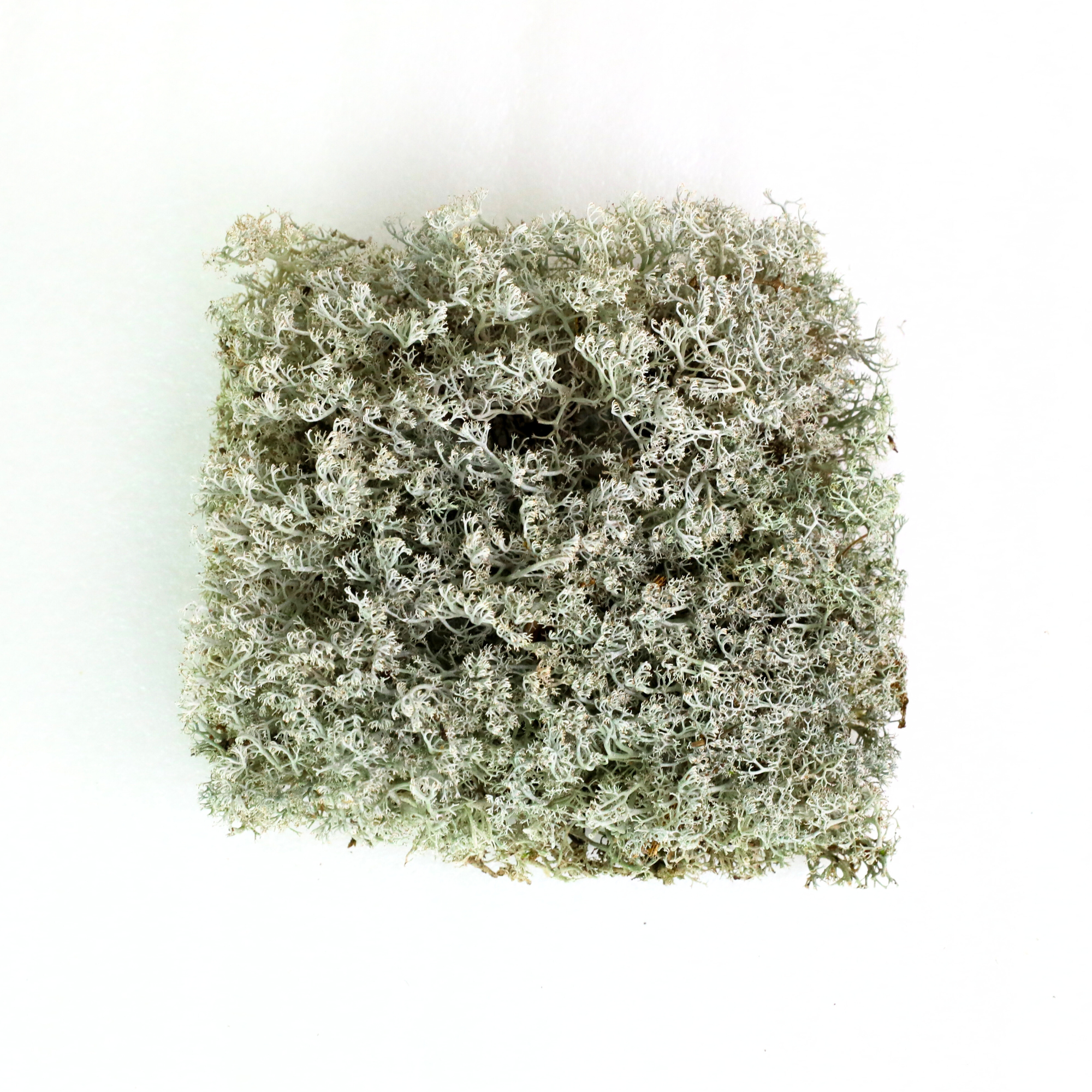 Lichen - Revita-Moss (Cladonia arbuscula)