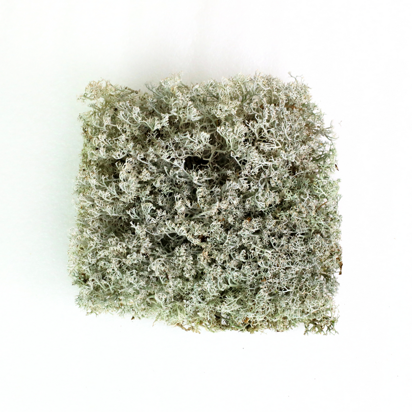 Lichen - Revita-Moss (Cladonia arbuscula)