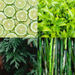 The Future Is Bamboo - Cozy Bloom Coco Candle