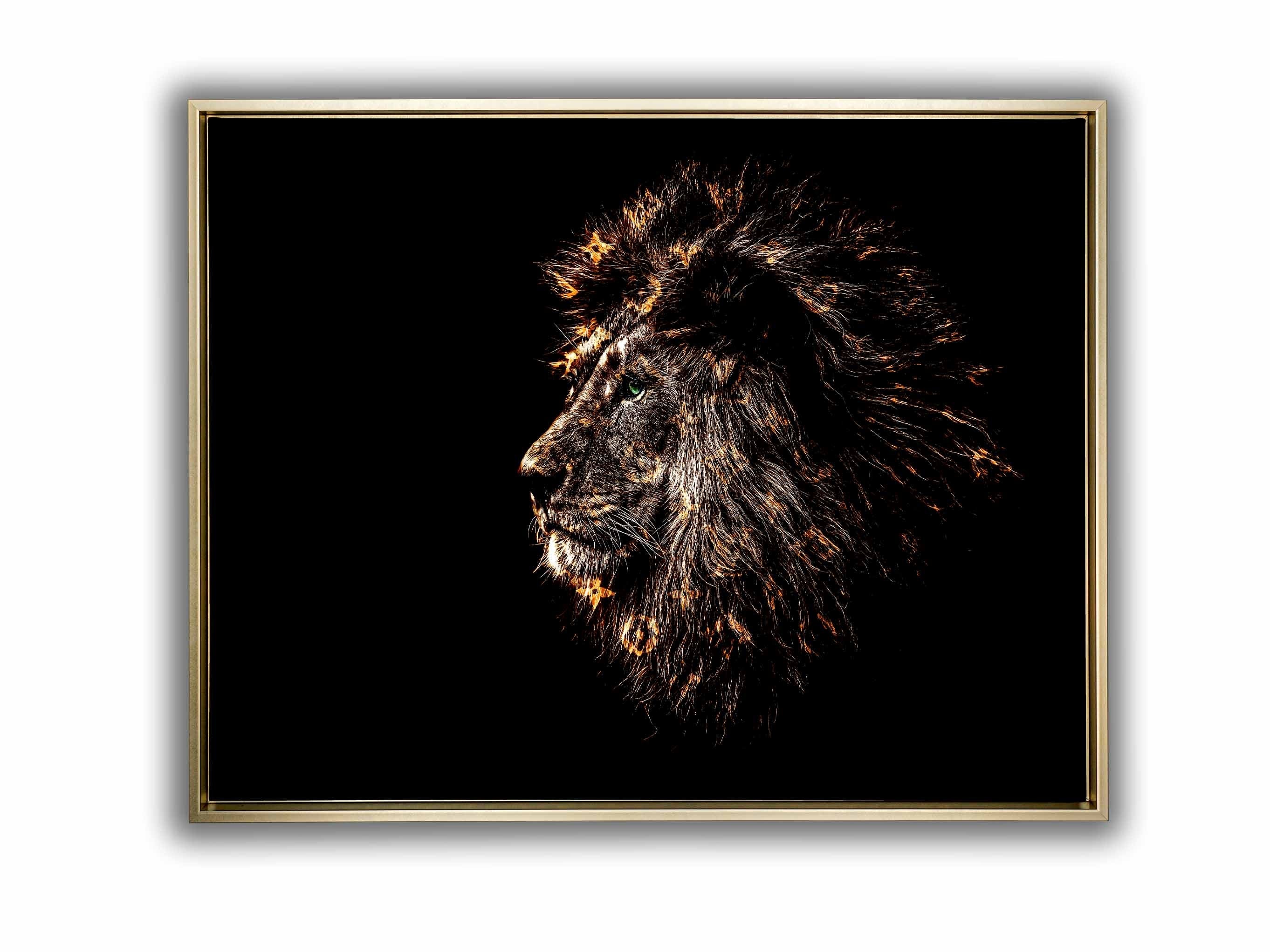 Rich Gold Emblazoned Lion 48