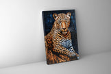 Leopard 36
