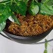 Frida Faux Potted Hanging Plant (4.2 Ft)