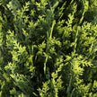 Jacob Potted Boxwood Topiary Plant (Multiple Sizes)
