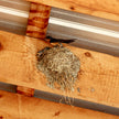 'Three Swallows' hand print