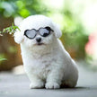 Heart-Shaped Pet Sunglasses – Cute Cat & Dog Costume Accessory
