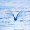Ryo Fukui / Mellow Dream - CD