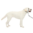 PetSafe Gentle Leader No-Pull Dog Headcollar - The Ultimate Solution to Pulling - Redirects Your Dog's Pulling for Easier Walks - Helps You Regain Control - Large, Charcoal 🍁 All In One Marketplace Canada