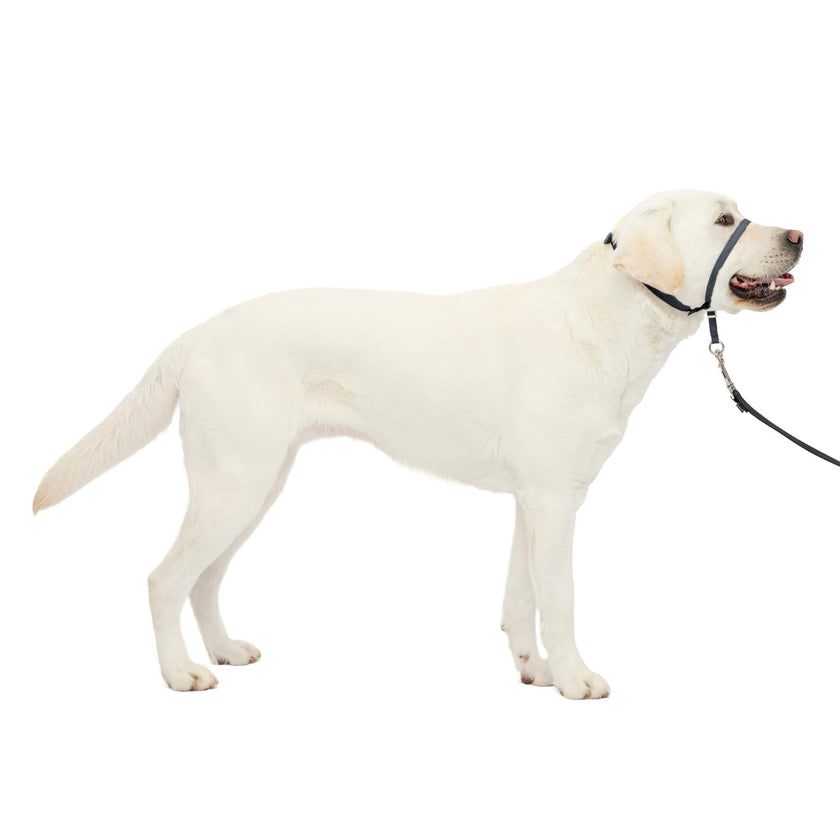 PetSafe Gentle Leader No-Pull Dog Headcollar - The Ultimate Solution to Pulling - Redirects Your Dog's Pulling for Easier Walks - Helps You Regain Control - Large, Charcoal 🍁 All In One Marketplace Canada