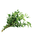 Fresh Curry Leaf