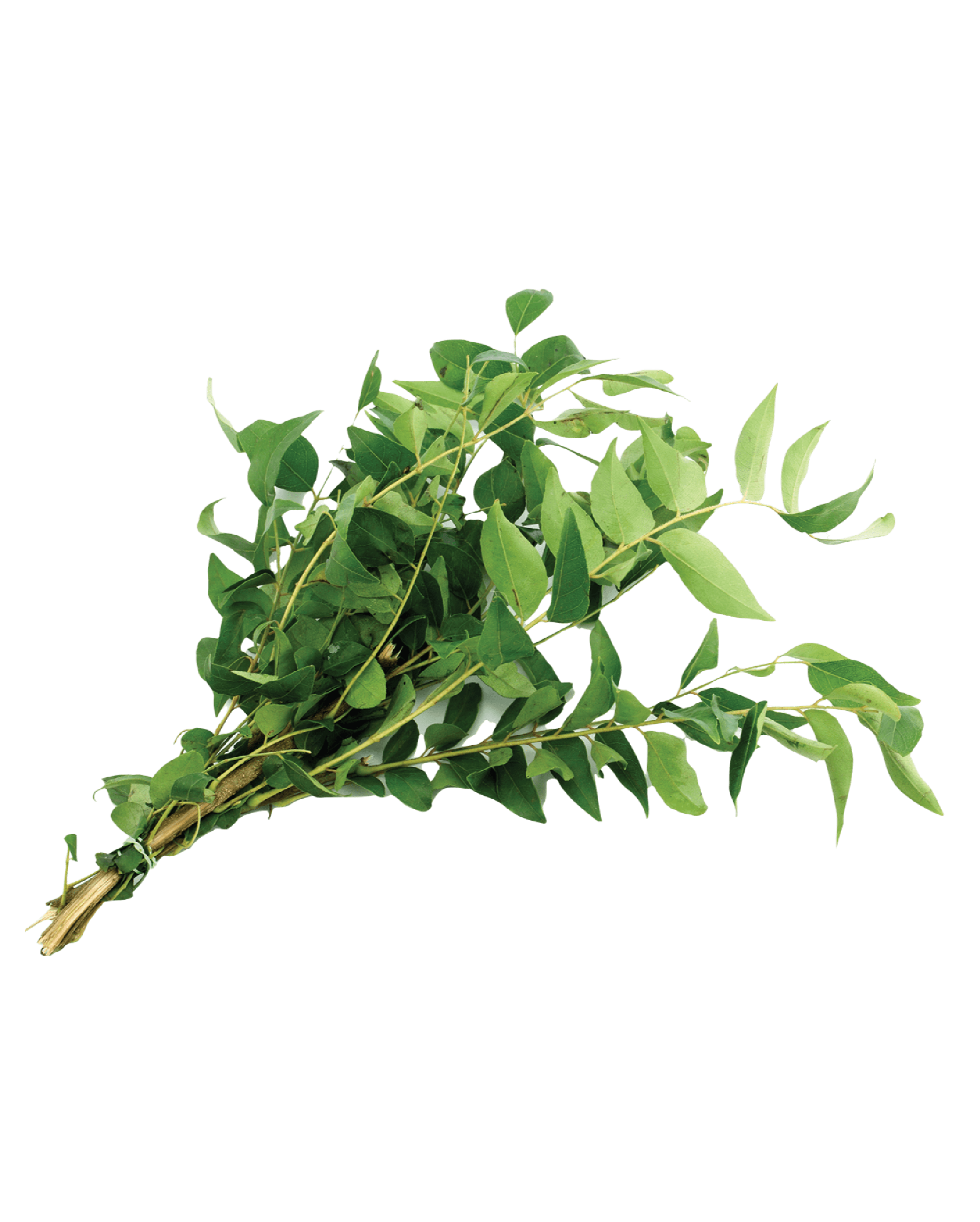 Fresh Curry Leaf