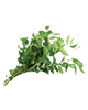 Fresh Curry Leaf