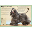 Insight Editions - The Magnificent Book of Dogs: Super-Sized