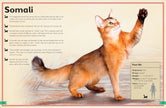 Insight Editions - The Magnificent Book of Cats