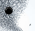 Wilco / Sky Blue Sky - CD