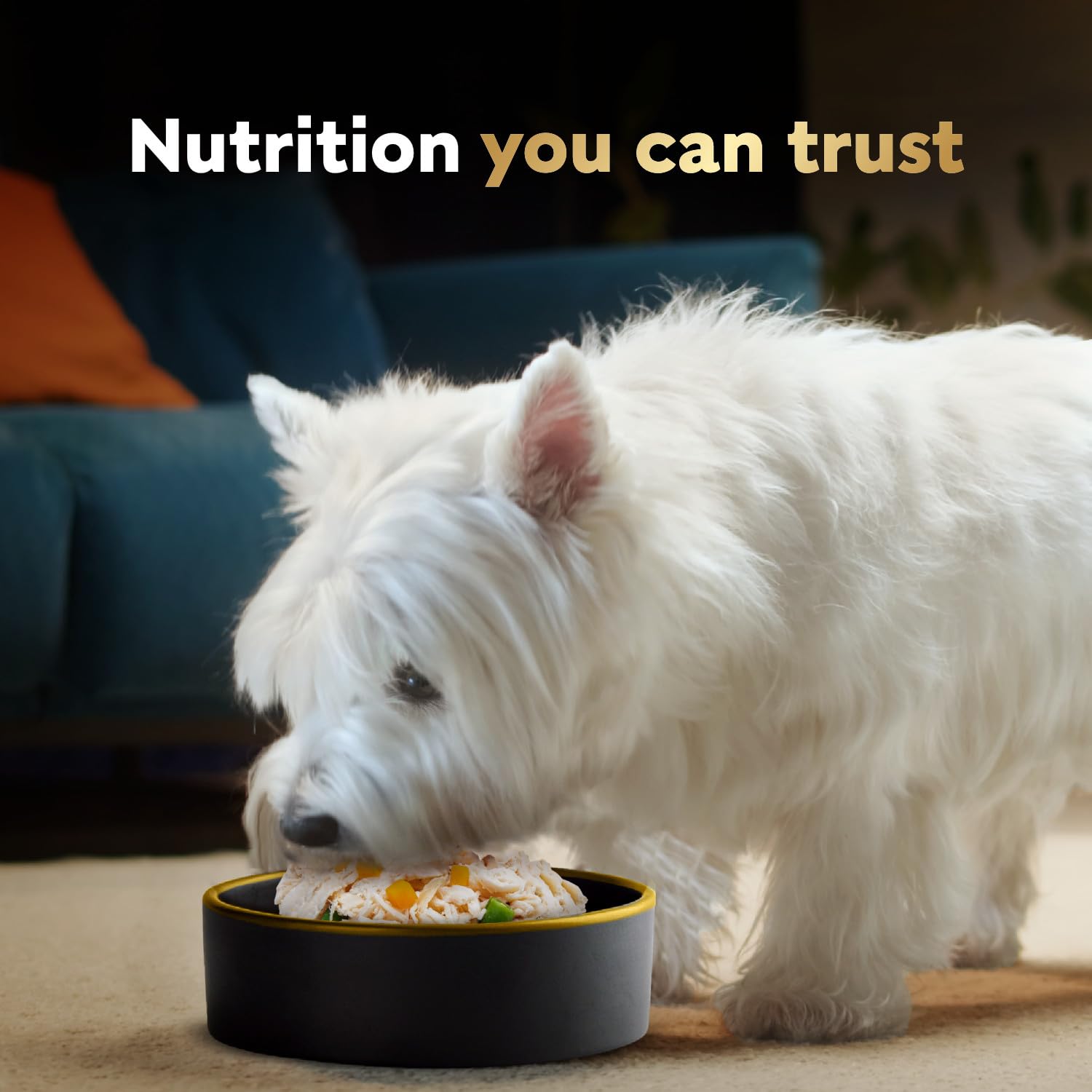 CESAR Wholesome Bowls Adult Wet Dog Food, Chicken Flavour, 85g (6 Pack) 🍁 All In One Marketplace Canada
