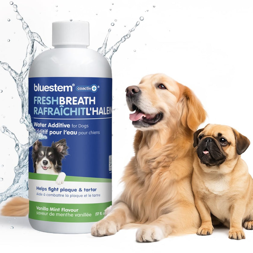 bluestem Dental Care Water Additive for Dogs – No Brushing Daily Teeth Cleaner – Pet Oral Rinse to Freshen Breath & Help Reduce Plaque – Flavorful & Easy Oral Hygiene (500 ml, Vanilla Mint) 🍁 All In One Marketplace Canada