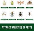 Garsum Fruit Fly Trap Indoor and Outdoor, 36 Pack Gnat Sticky Traps for House Plants, Flying Insect Trap for Fungus Gnat,Mosquitos, White Flies 🍁 All In One Marketplace Canada